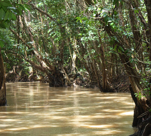 Segelportrait: Fluss im Dschungel