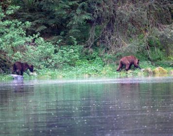 Sabine und Hannes Frühauf erleben die Wildnis hautnah Grizzly Bären am Wasser